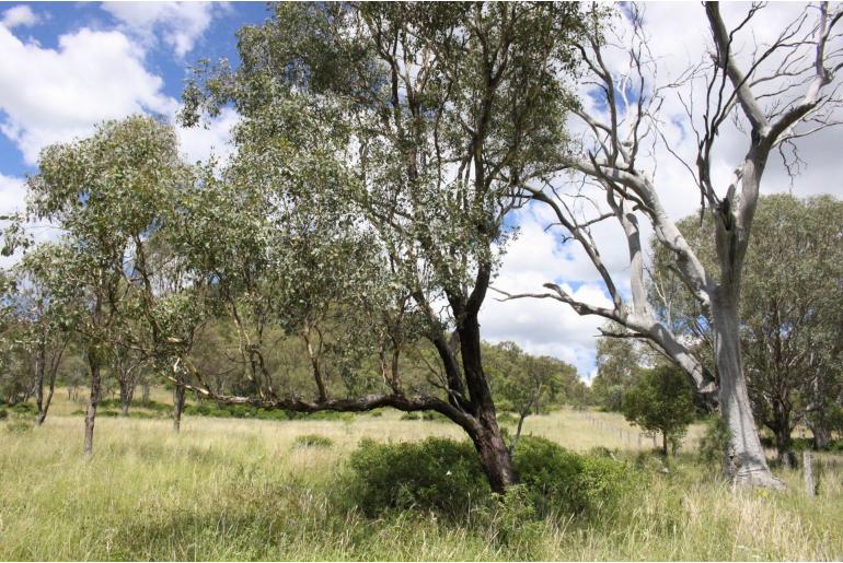 Eucalyptus orgadophila -17854