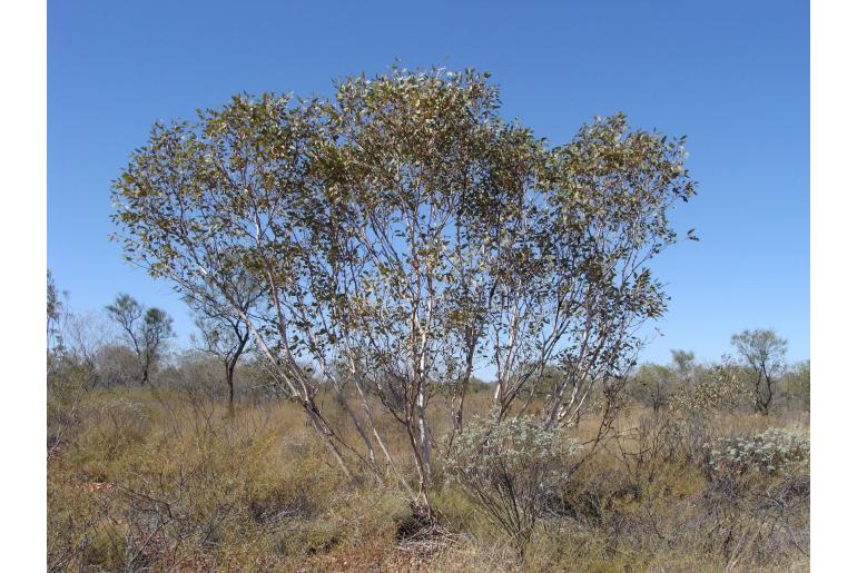 Eucalyptus pachyphylla -17856