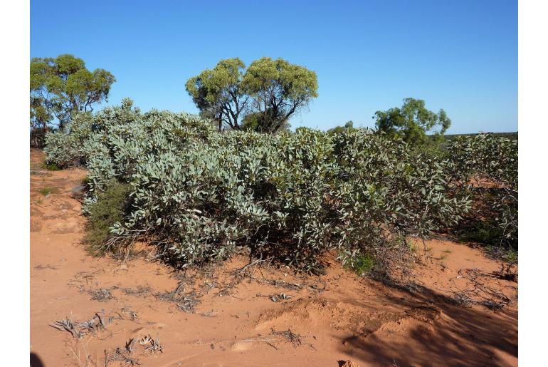 Eucalyptus pimpiniana -17860