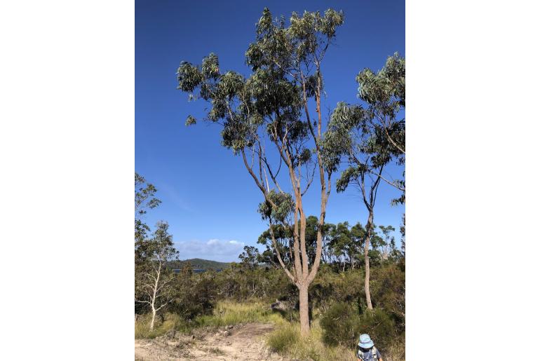 Eucalyptus planchoniana -17861