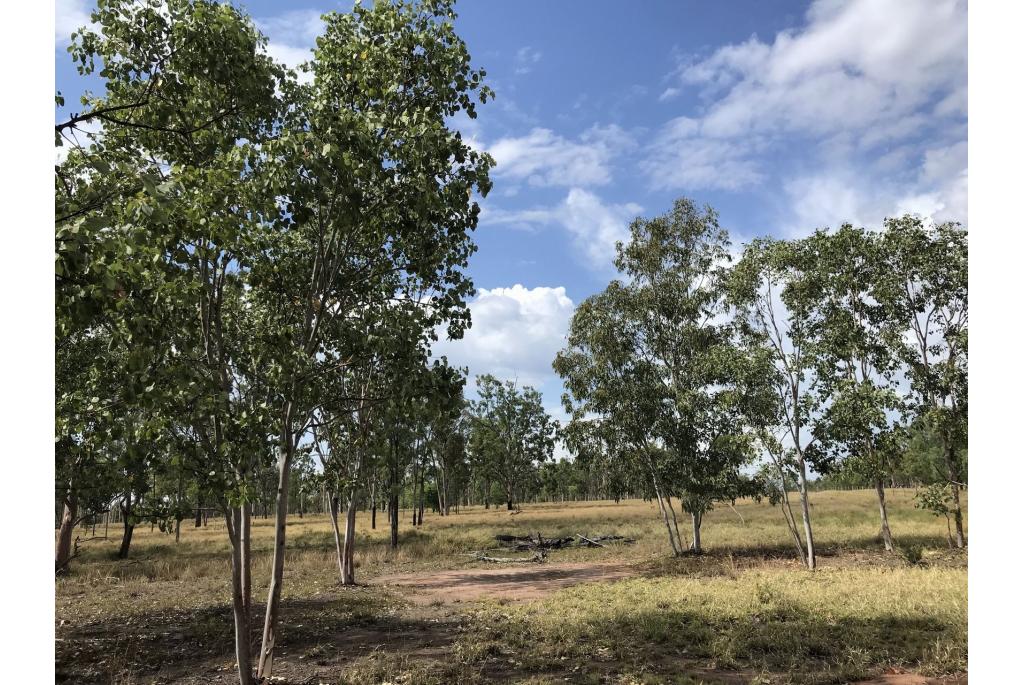 Breedbladige eucalyptus