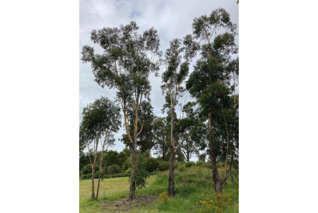 Peervormig fruit Eucalyptus