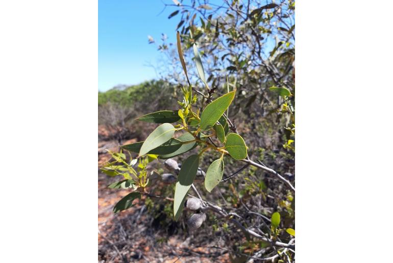 Eucalyptus roycei -17873