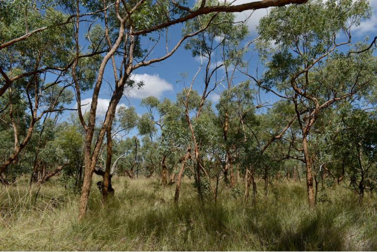 Eucalyptus similis -17875