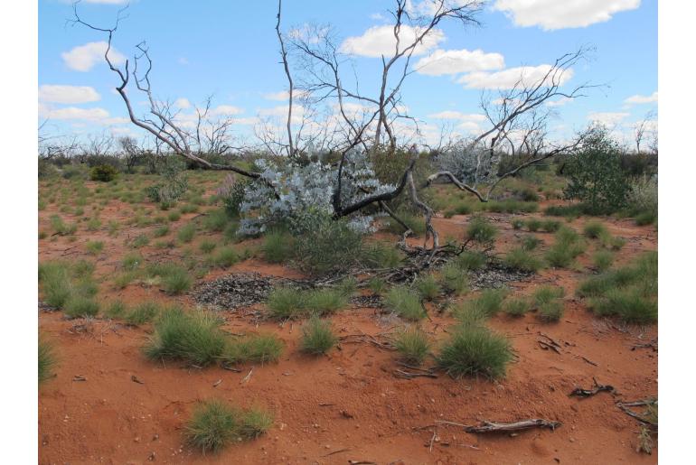 Eucalyptus wyolensis -17878