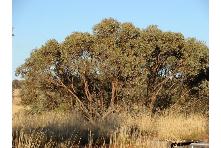 Eucalyptus socialis ssp eucentrica -17879