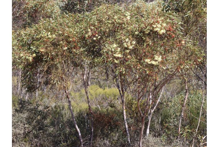 Eucalyptus tenera -17882