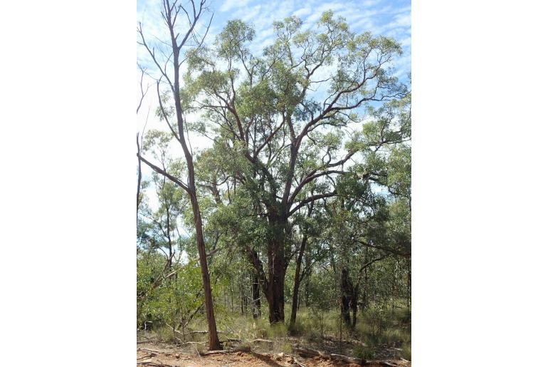 Eucalyptus tenuipes -17883