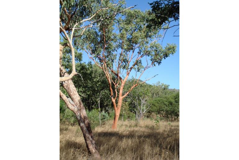 Eucalyptus tintinnans -17885