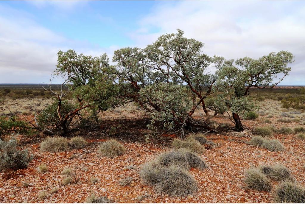 Woestijn eucalyptus