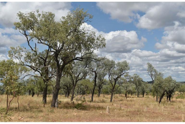 Eucalyptus whitei -17888