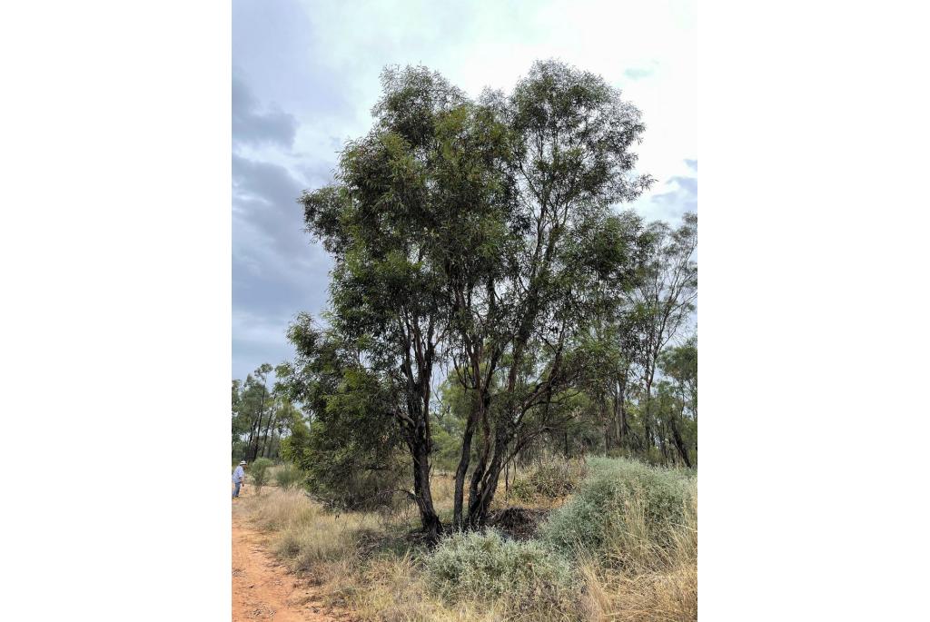 Baker's Eucalyptus