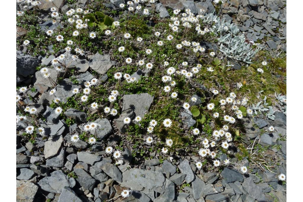 Bellis-achtige Anaphalioides