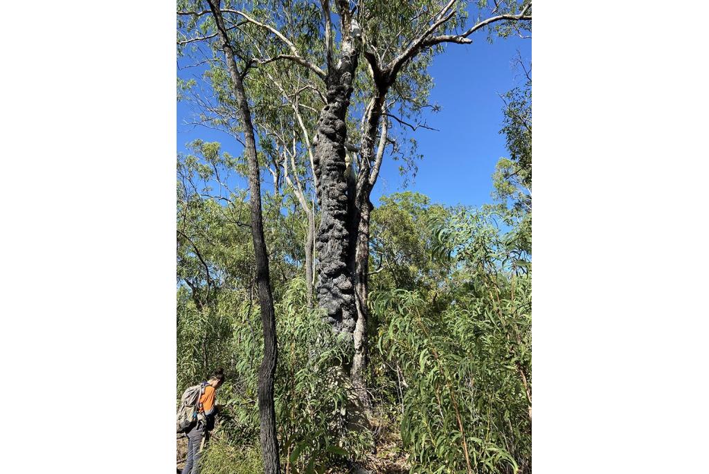 Cape York Eucalyptus