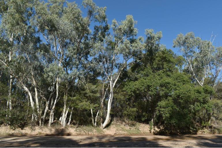 Eucalyptus camaldulensis ssp acuta -17895