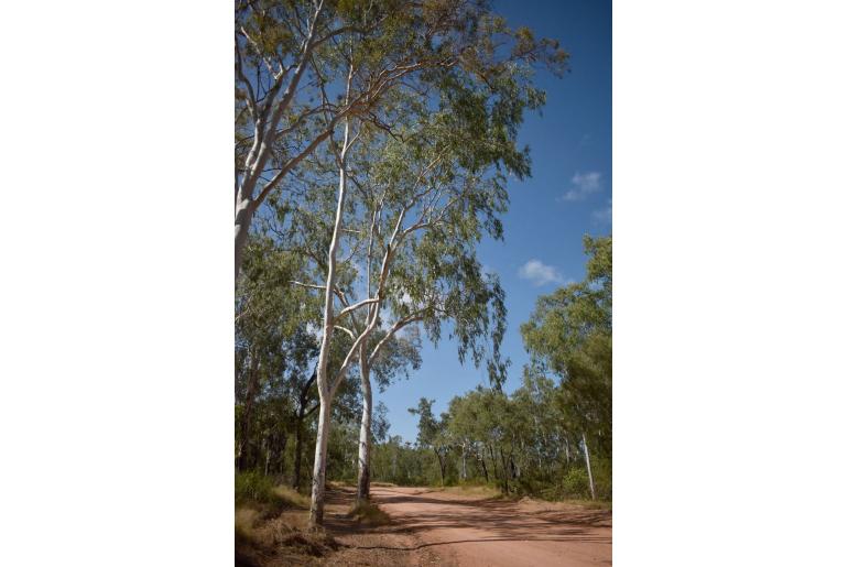 Eucalyptus camaldulensis ssp simulata -17896