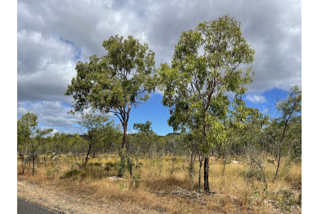 Hyland's Corymbia