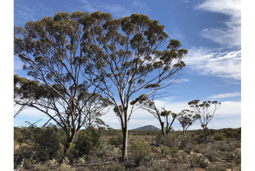 Kumarl Eucalyptus