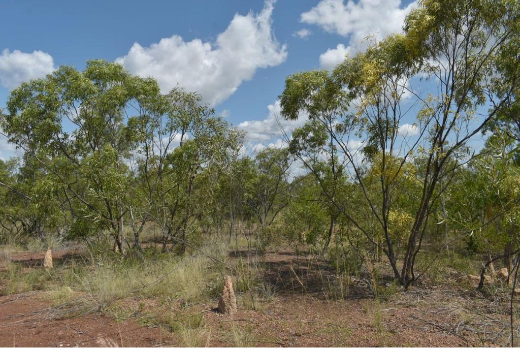 Normanton Eucalyptus