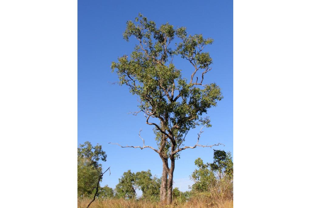 Breed bladerige Eucalyptus