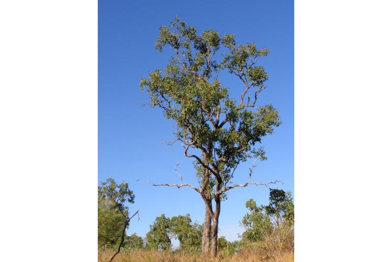 Eucalyptus oligantha -17907