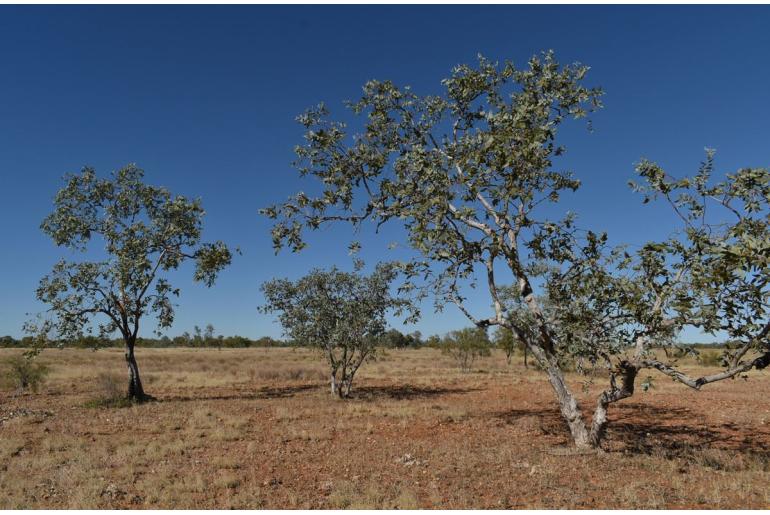 Eucalyptus pruinosa -17909