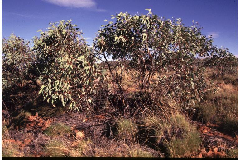 Eucalyptus sessilis -17910