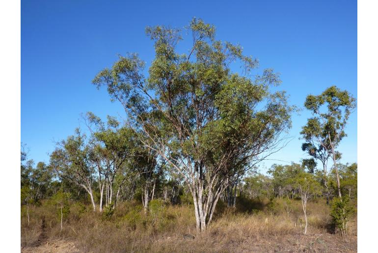 Eucalyptus tardecidens -17912