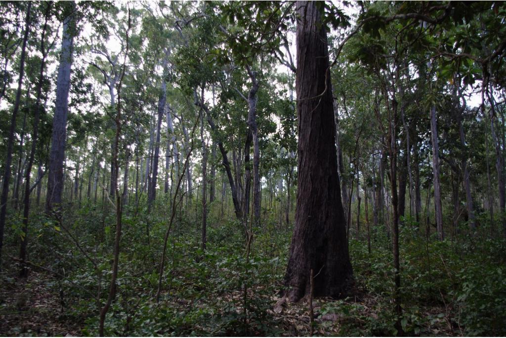 Darwin Eucalyptus