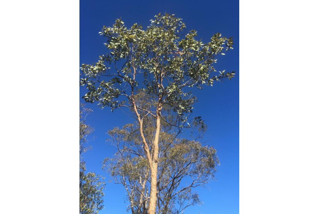 Grote vruchten Corymbia