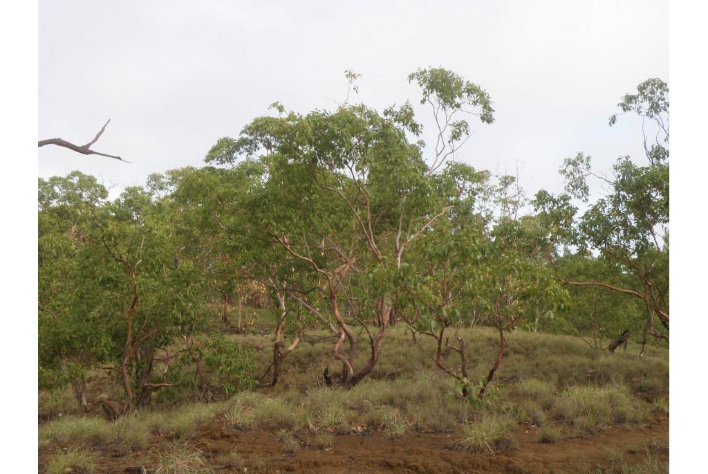 Timor Eucalyptus