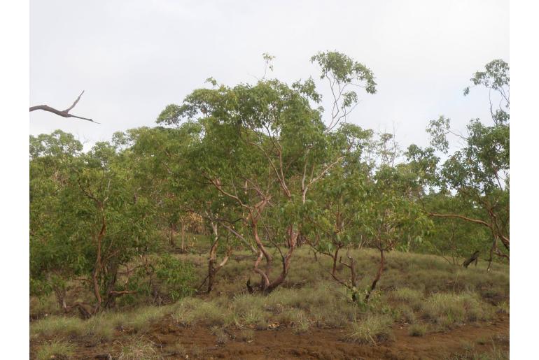 Eucalyptus urophylla -17919