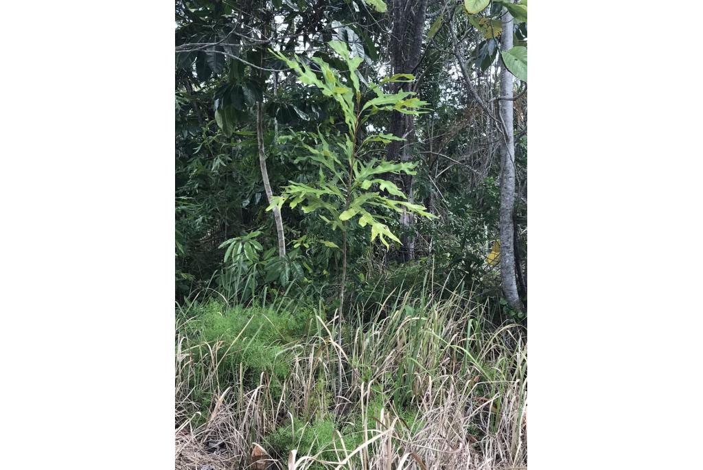 Bailey's grevillea