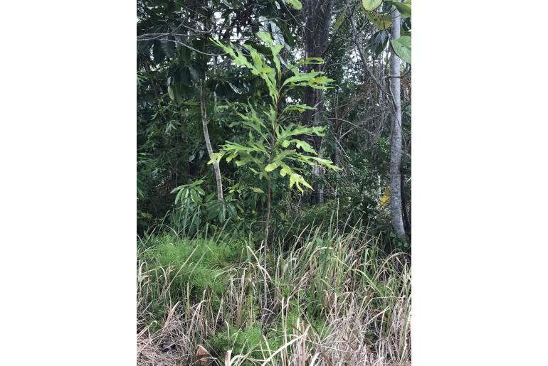 Grevillea edelfeltii -17920