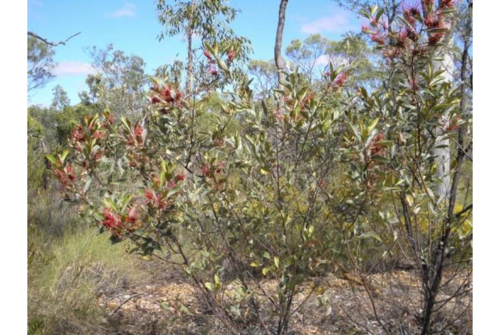 Mooi grevillea