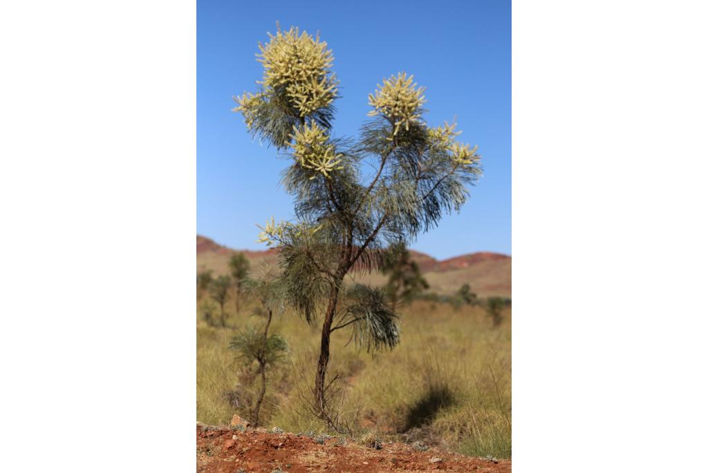 Piramidale grevillea