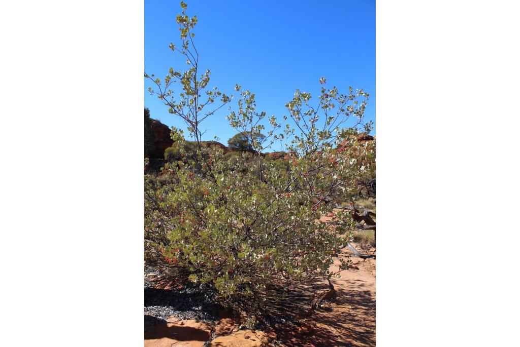 Zonnige Wickham's grevillea