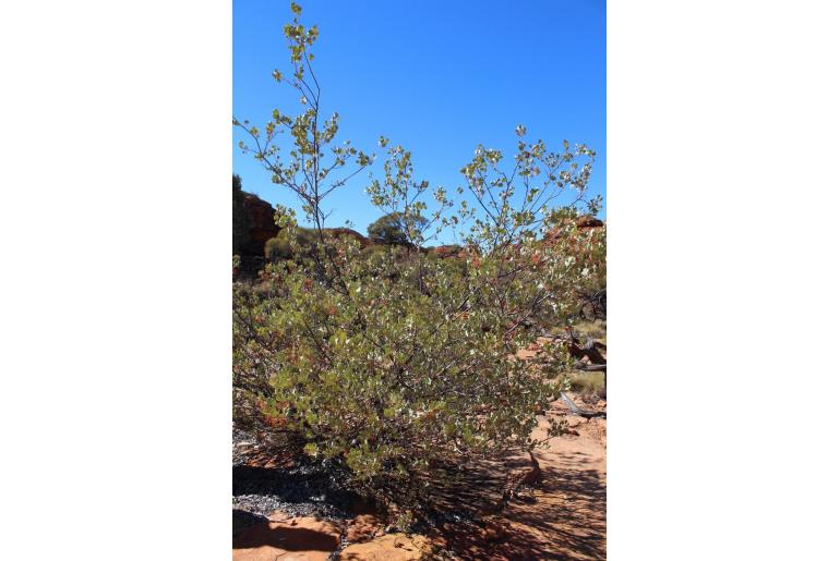 Grevillea wickhamii ssp aprica -17925