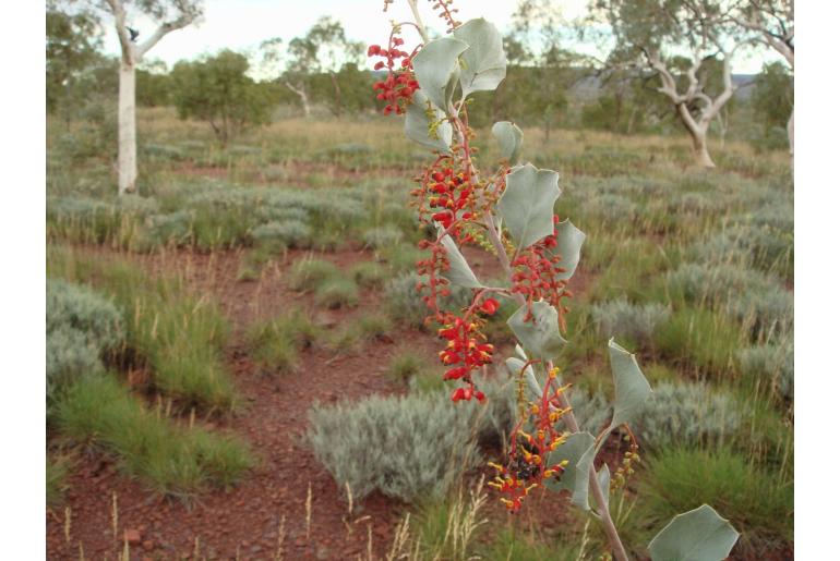 Grevillea wickhamii ssp hispidula -17926