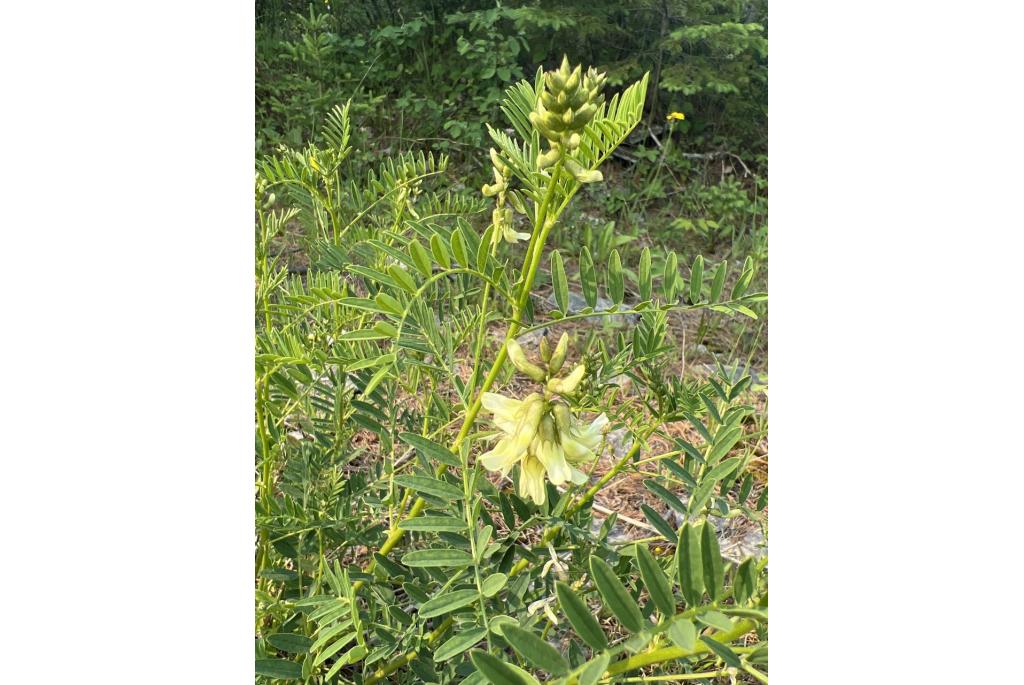 Cooper's astragalus