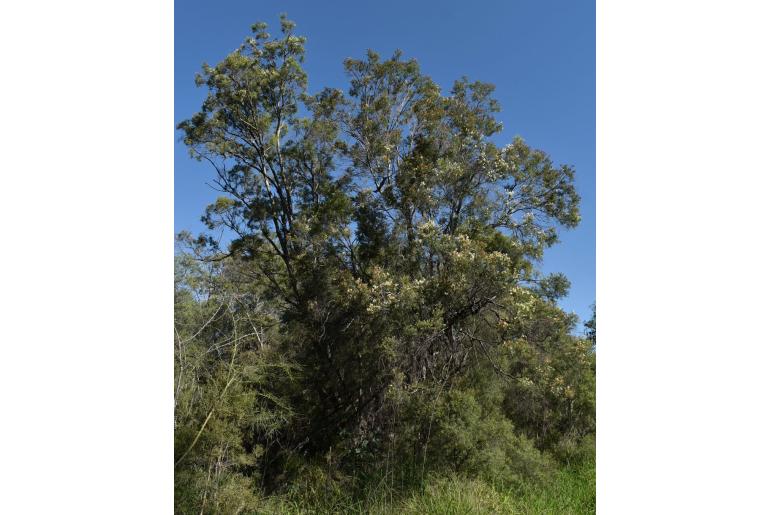 Melaleuca trichostachya -17938