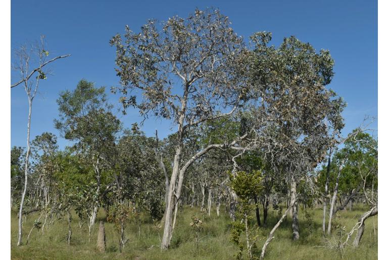 Melaleuca viridiflora -17939