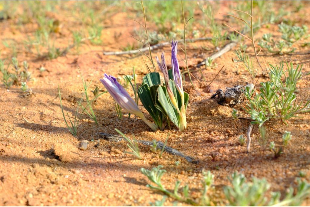 Waaiervormig gebladerte Baviaanbloem