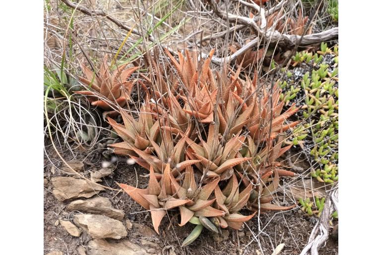 Haworthiopsis venosa -17949