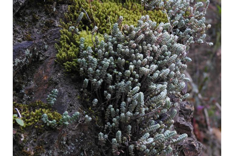 Sedum brevifolium -17959