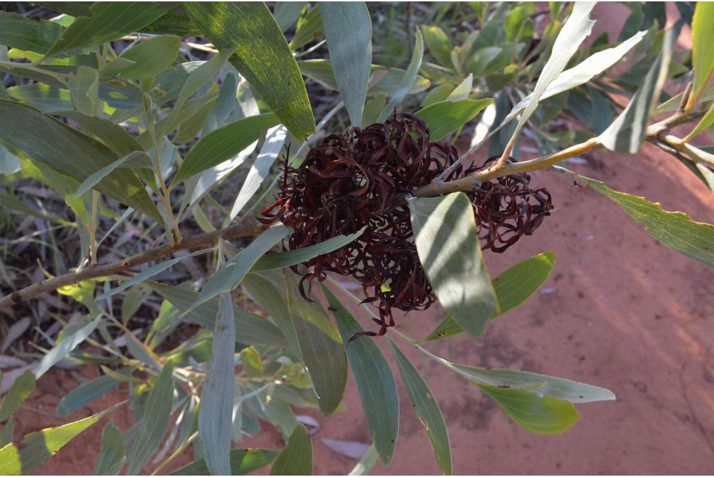 Cole's Acacia met gekrulde peulen