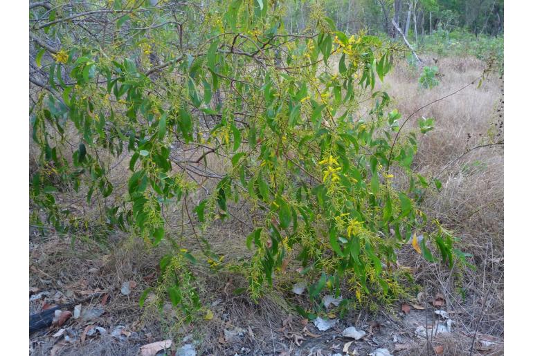 Acacia difficilis -17976