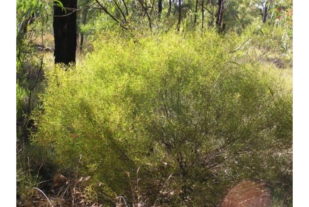 Sikkelzaad acacia met breed bladeren