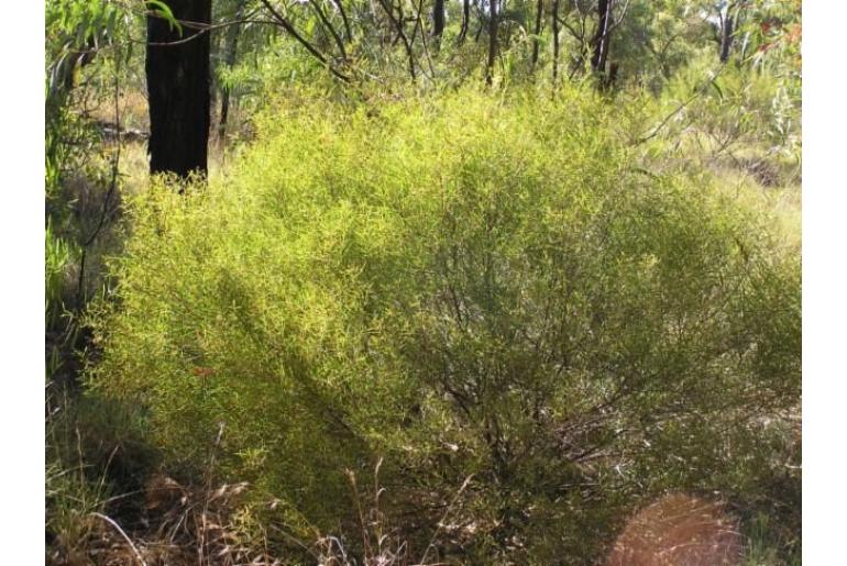 Acacia drepanocarpa ssp latifolia -17980