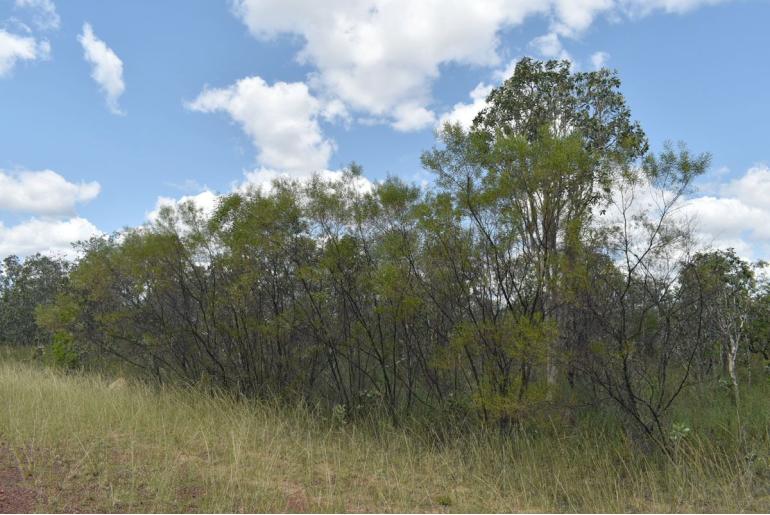 Acacia hammondii -17984